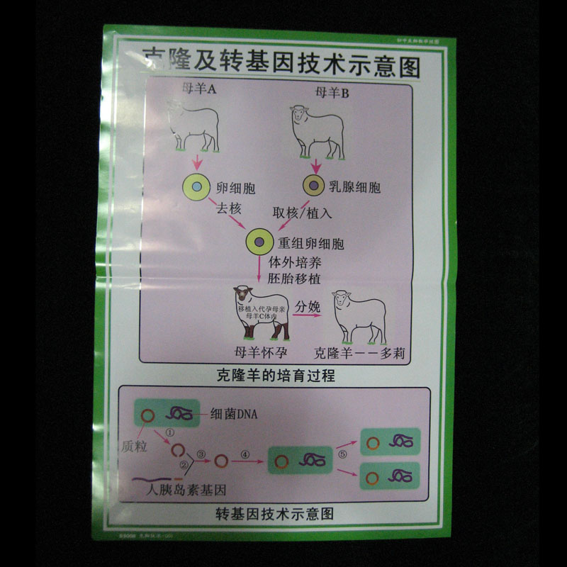 53008＼g(sh)